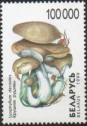 Fried Chicken Mushroom (Lyophyllum decastes)