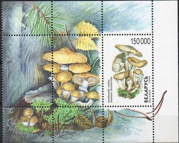 Block: Mushrooms.