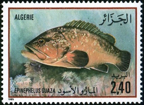 Grouper (Epinephelus guaza)