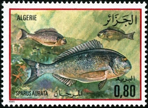 Gilt-head Bream (Sparus aurata)