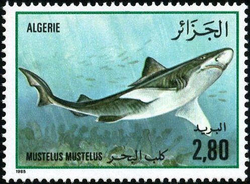 Common Smoothound (Mustelus mustelus)