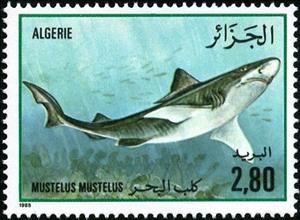 Stamp, Common Smoothound (Mustelus mustelus), Algeria,  , Sharks, Animals (Fauna), Fishes