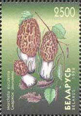 Morchella esculenta.