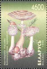 Stamp, Macrolepiota rhacodes, Belarus,  , Mushrooms