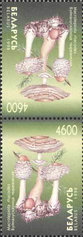 Macrolepiota rhacodes