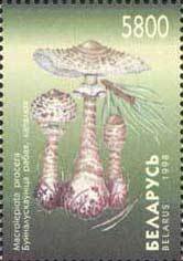 Stamp, Macrolepiota procera, Belarus,  , Mushrooms
