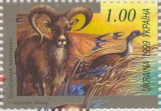 Mouflon (Ovis ammon orientalis), Great Bustard (Otis tarda)