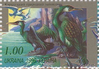 Great Cormorant (Phalacrocorax carbo)