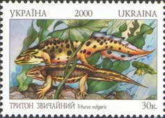 Smooth Newt (Triturus vulgaris)