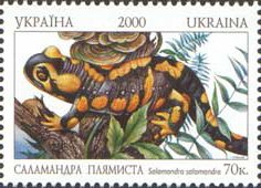 Fire Salamander (Salamandra salamandra)