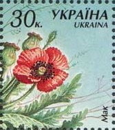Papaver somniferum