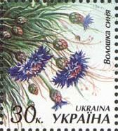 Centaurea cyanus