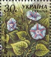Convolvulus arvensis