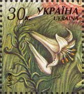 Lilium