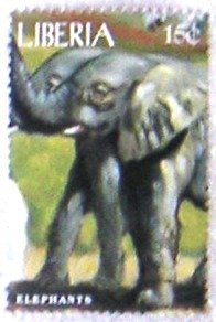 African Elephant (Loxodonta africana)