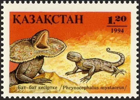 Secret Toadhead Agama (Phrynocephalus mystaceus)