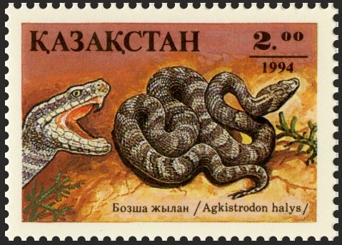 Sibirean Pit Viper (Agkistrodon halys)