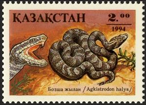Stamp, Sibirean Pit Viper (Agkistrodon halys), Kazakhstan,  , Reptiles, Snakes, Animals (Fauna)
