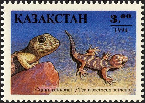 Frog-eyed Gecko (Teratoscincus scincus)