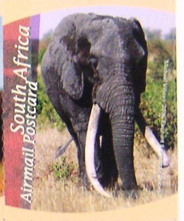 African Elephant (Loxodonta africana)