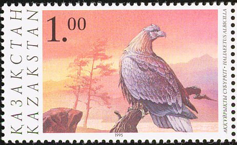 White-tailed sea eagle (Haliaeetus albicilla)