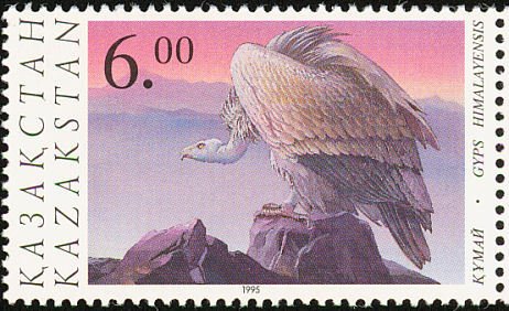 Himalayan Vulture (Gyps himalayensis)