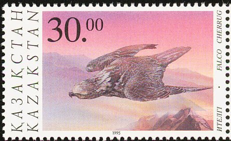 Saker falcon (Falco cherrug)