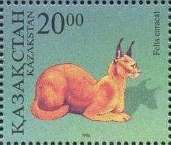Carakal (Caracal caracal)