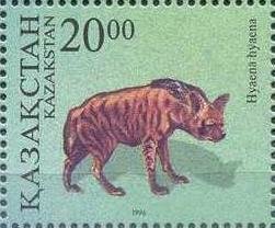 Striped hyena (Hyaena hyaena)