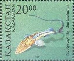 False Shovelnose (Pseudoscaphirhyncus kaufmanni)
