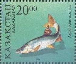 Pike asp (Aspiolucius esocinus)
