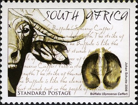 African Buffalo (Syncerus caffer)