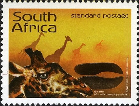 Giraffe (Giraffa camelopardalis)