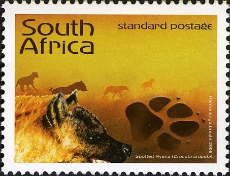 Spotted Hyena (Crocuta crocuta)