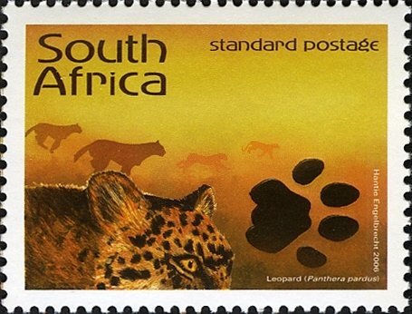 Leopard (Panthera pardus)