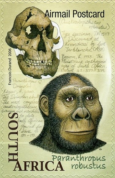 Paranthropus robustus