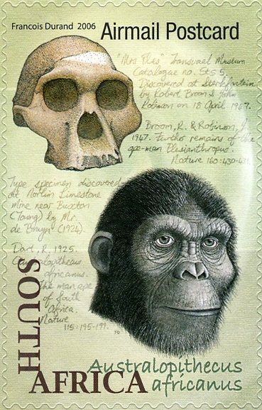 Australopithecus africanus