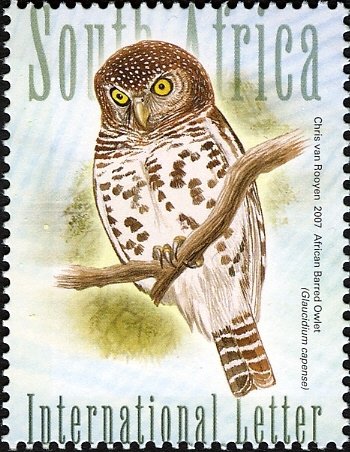 African Barred Owlet (Glaucidium capense) 