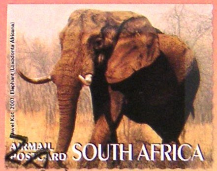 African Elephant (Loxodonta africana)