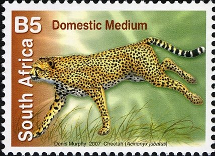 Cheetah (Acinonyx jubatus)