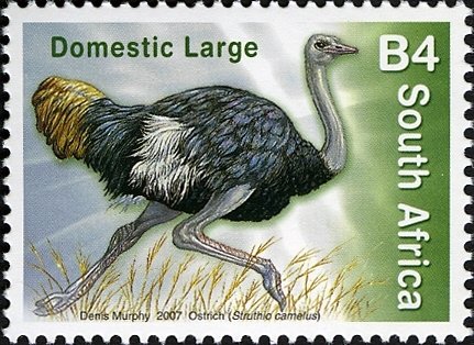 Ostrich (Struthio camelus)