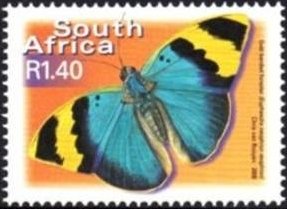 Gold-banded Forester (Euphaedra neophron)