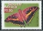Silver-barred Charaxes (Charaxes druceanus)