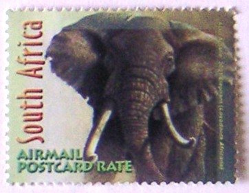 African Elephant (Loxodonta africana)