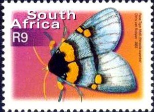 Superb False Tiger (Heraclia superba)