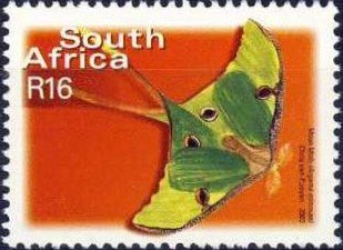 African Moon Moth (Argema mimosae)