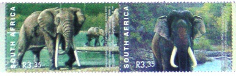 African Elephant (Loxodonta africana), Asian Elephant (Eleph