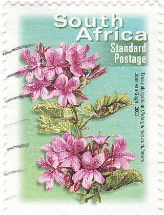 Tree Pelargonium (Pelargonium cucullatum)