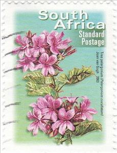 Stamp, Tree Pelargonium (Pelargonium cucullatum), South Africa,  