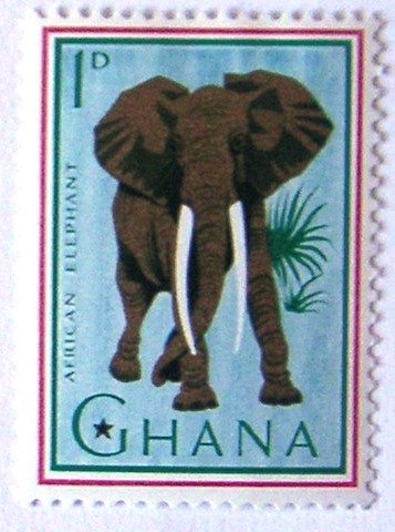 African Elephant (Loxodonta africana)